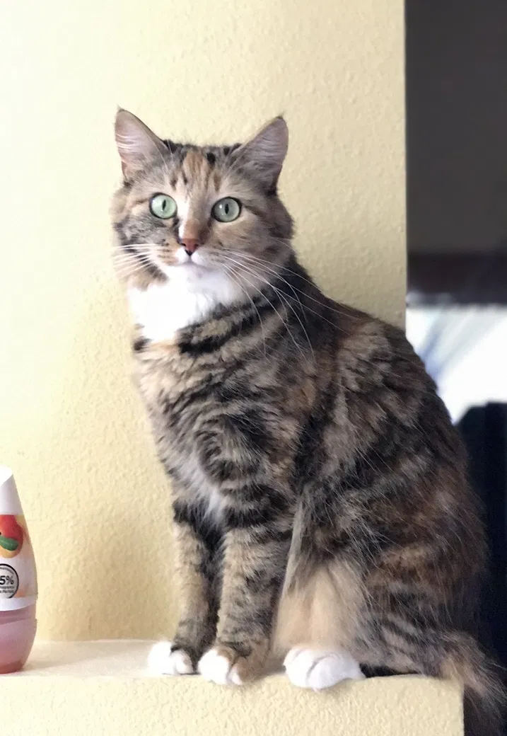 Lost cat in Irvine, CA, 92612