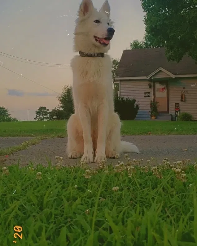 Lost dog in Bauxite, AR, 72011