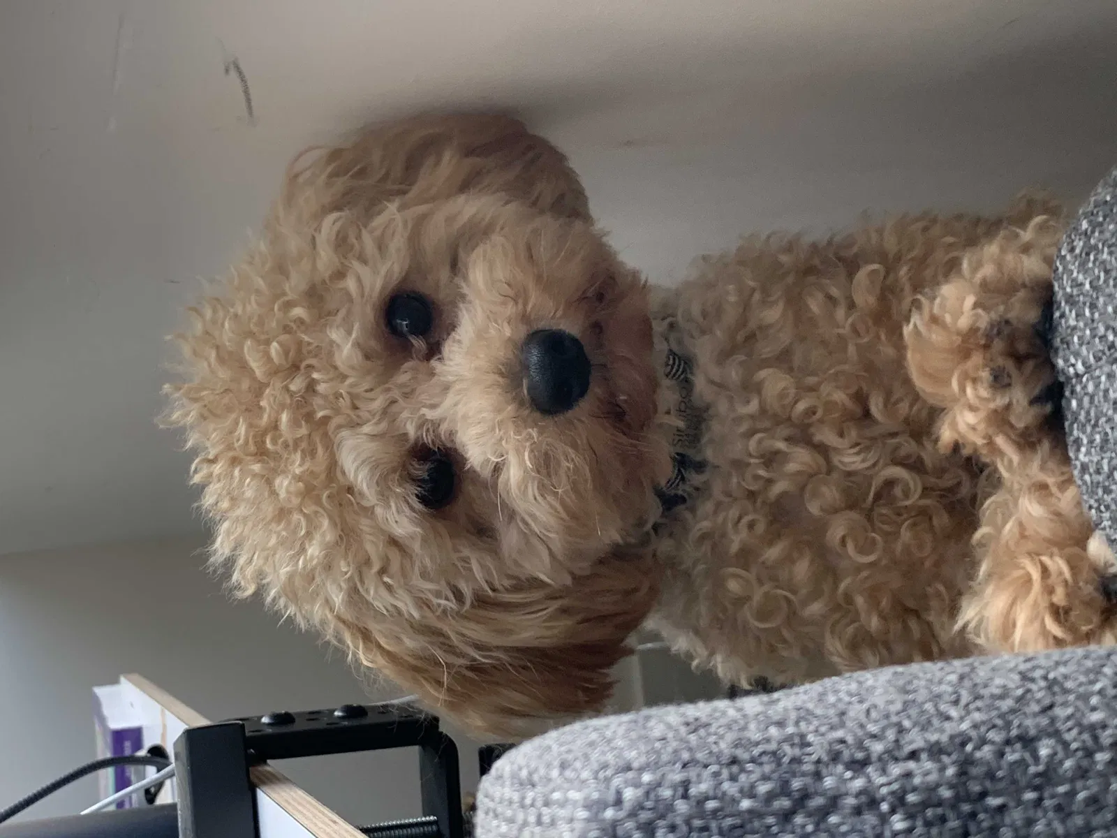 Lost dog in Chicago, IL, 60609