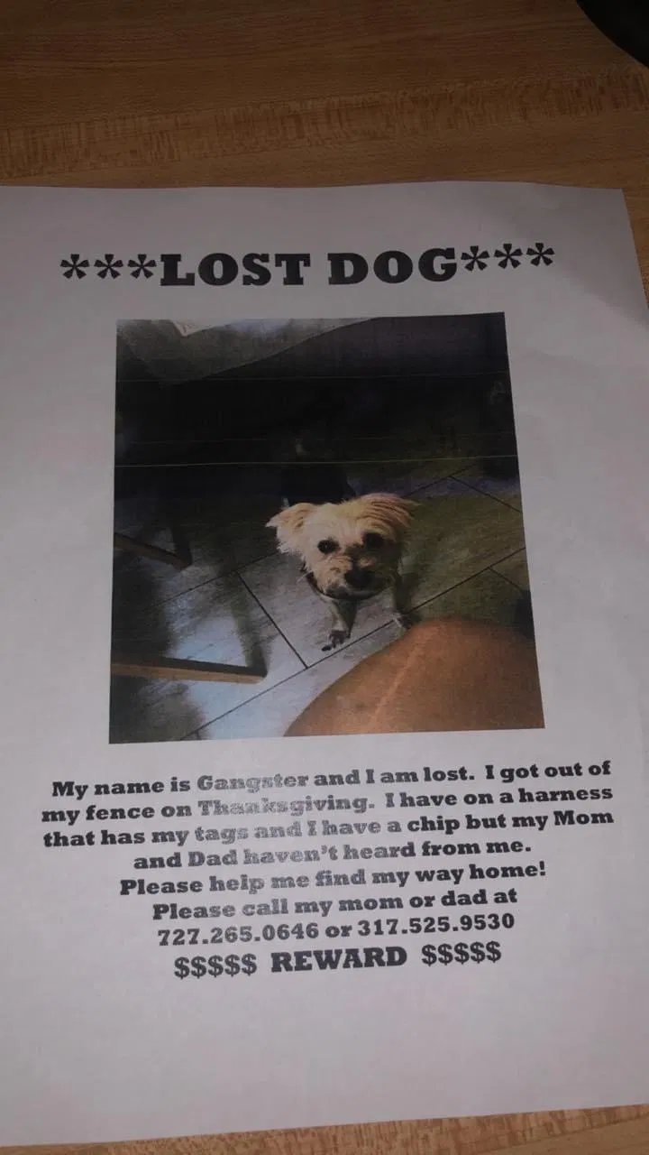 Lost dog in Safety Harbor, FL, 34695
