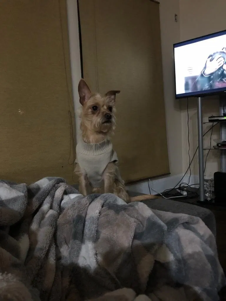 Lost dog in Grand Prairie, TX, 75052
