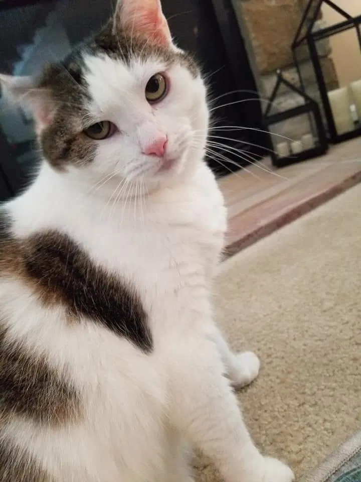 Lost cat in Woodbridge, VA, 22191