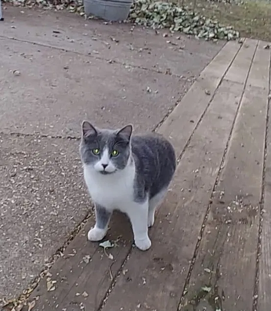 Lost cat in Rosemount, MN, 55068