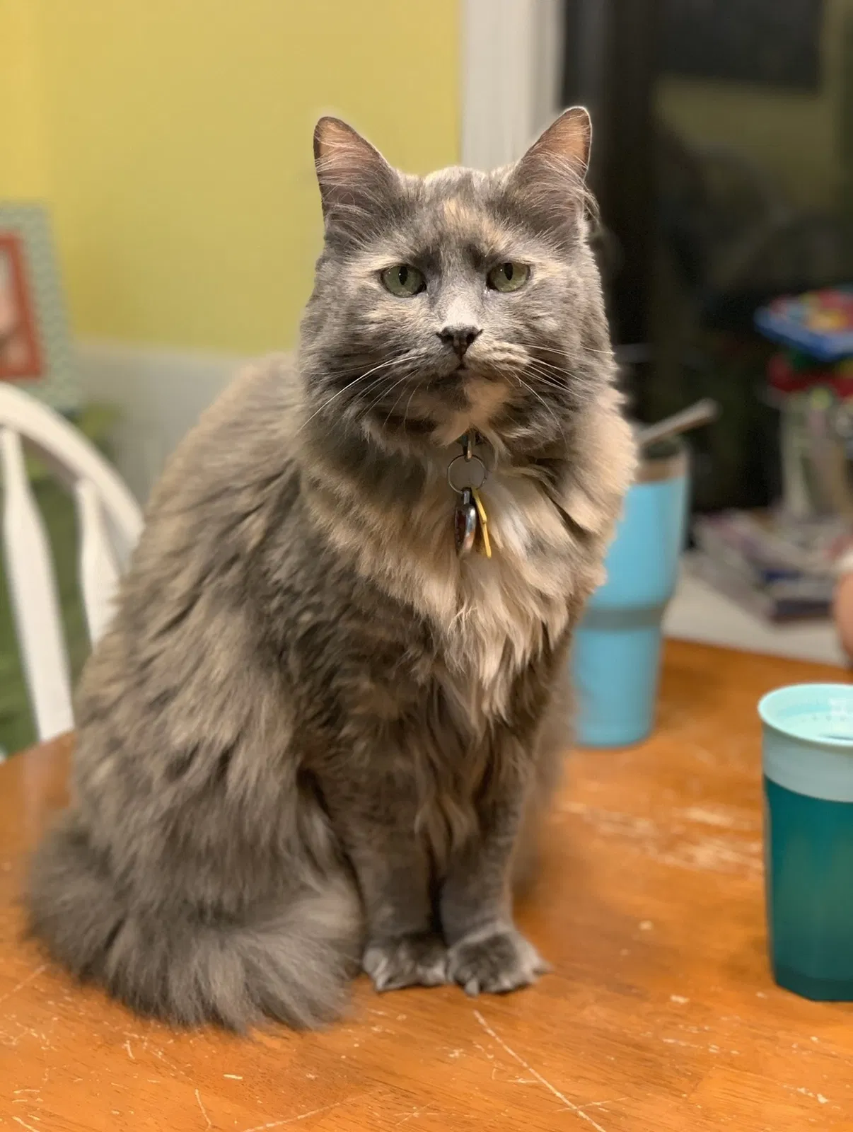 Lost cat in Memphis, TN, 38135