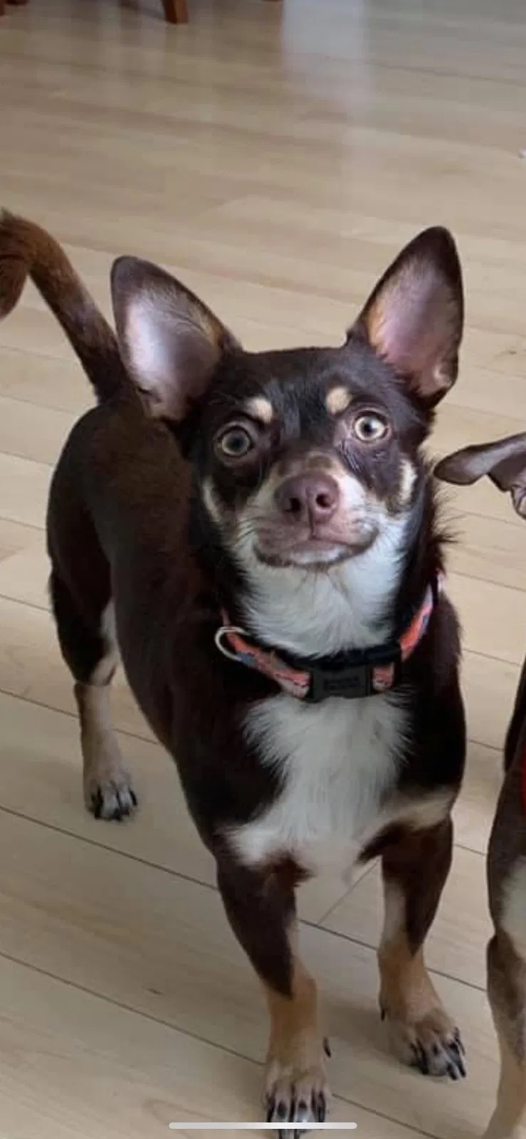 Lost dog in Minneapolis, MN, 55404