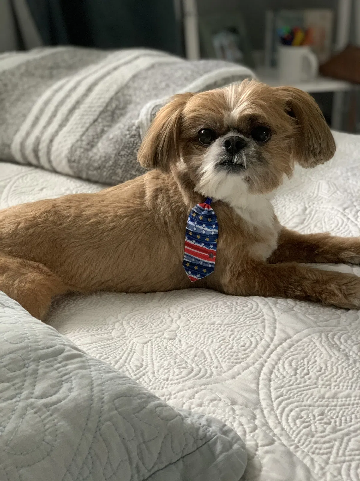 Lost dog in Hialeah, FL, 33012