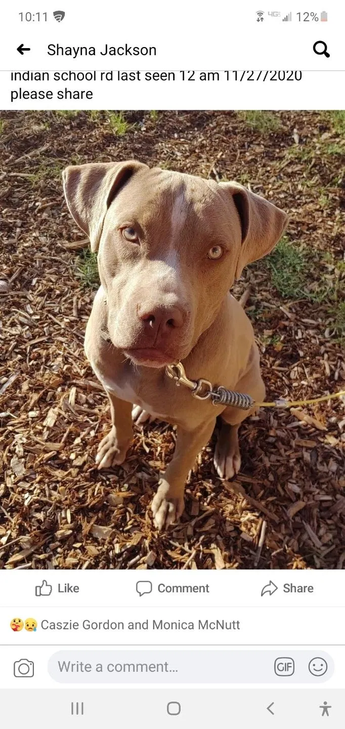 Lost dog in Phoenix, AZ, 85014