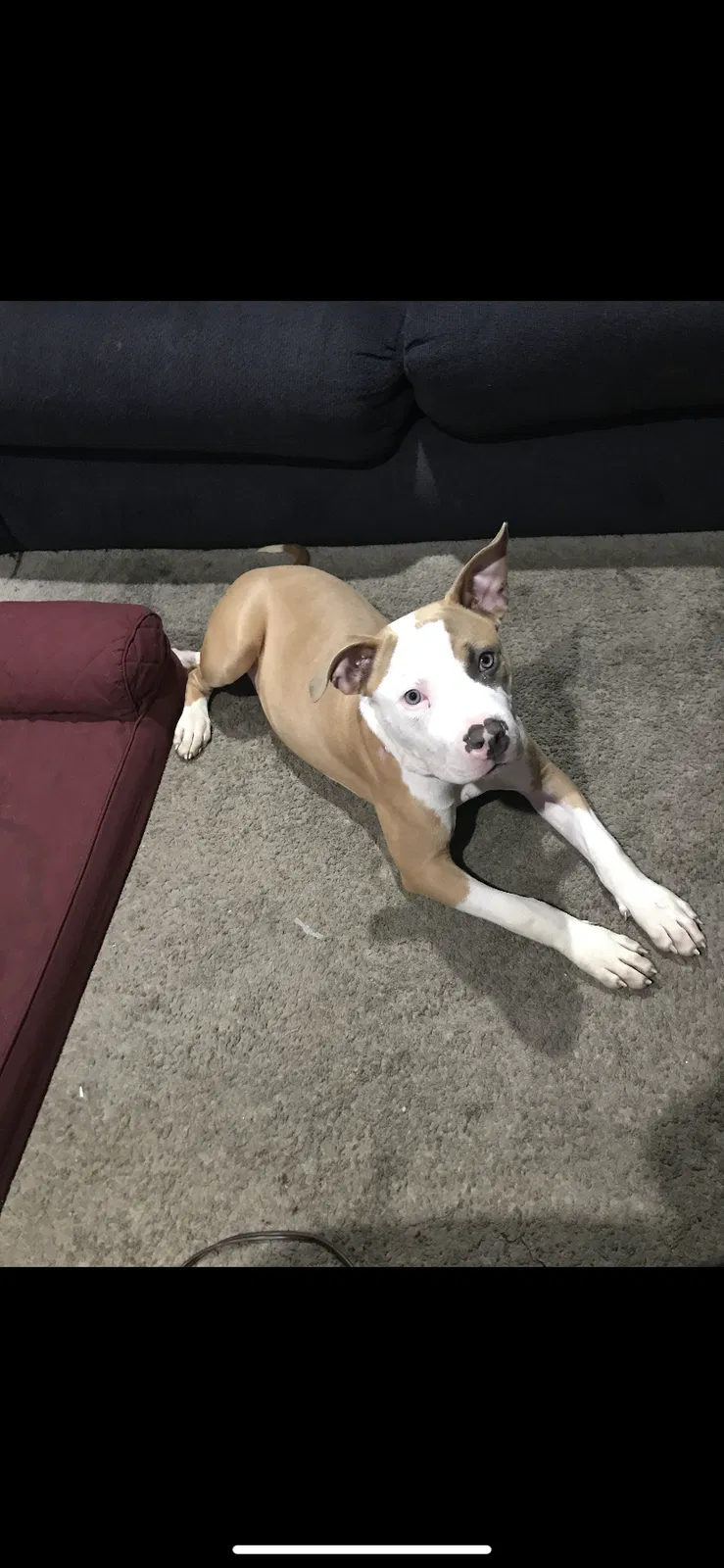 Lost dog in Columbus, OH, 43227