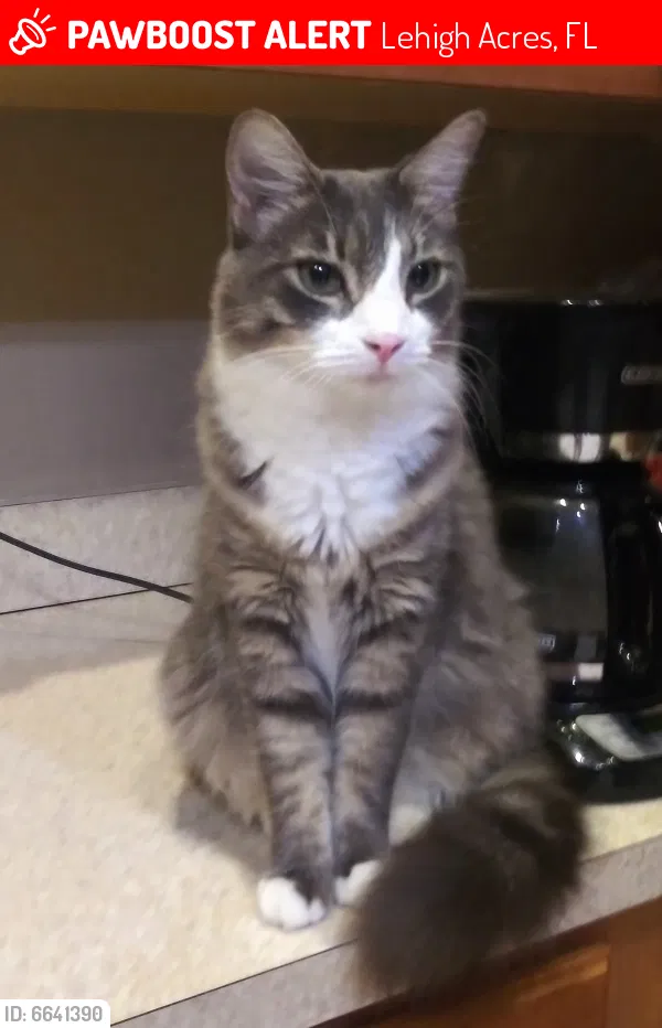 Lost cat in Lehigh Acres, FL, 33972