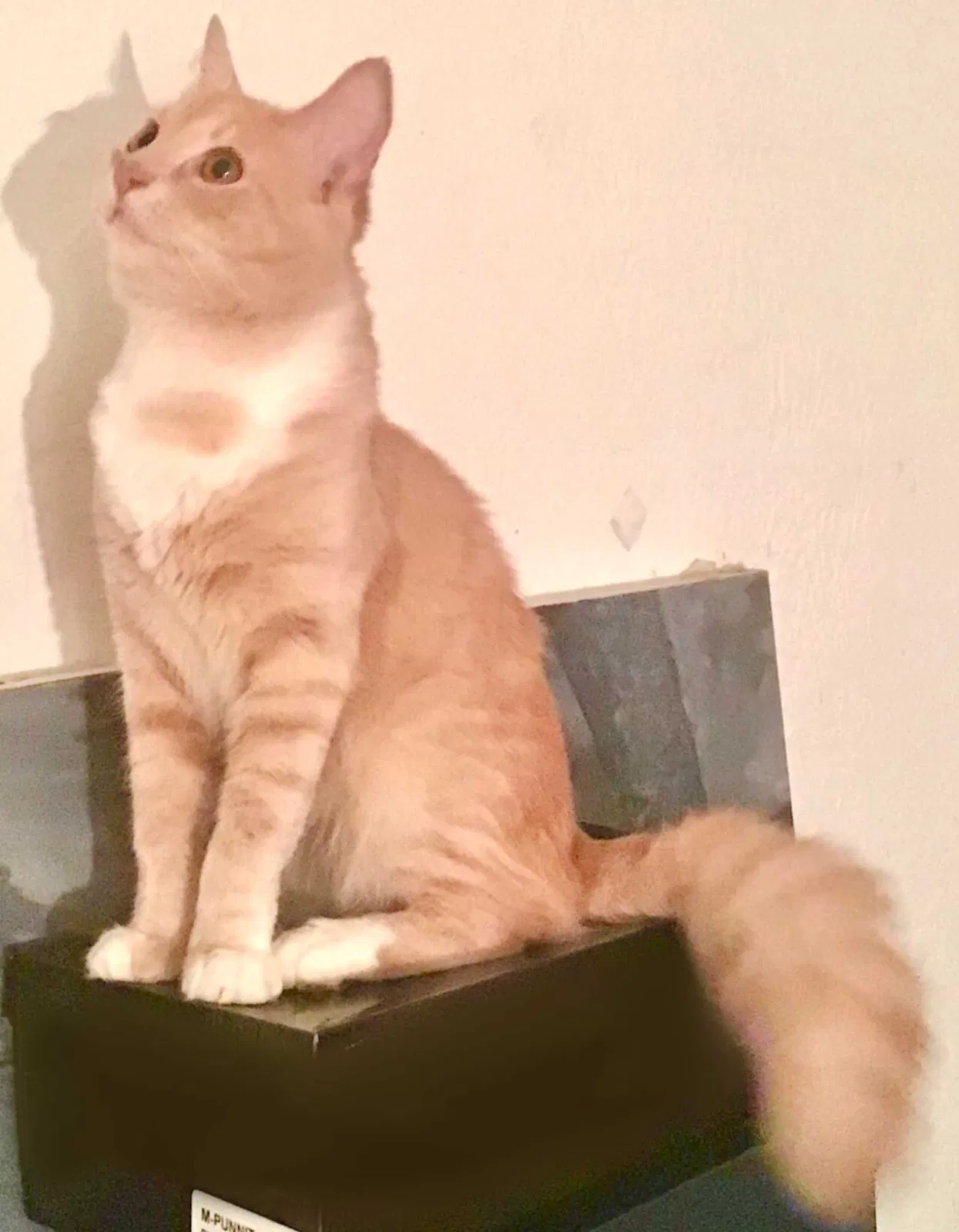 Lost cat in Lake City, FL, 32024