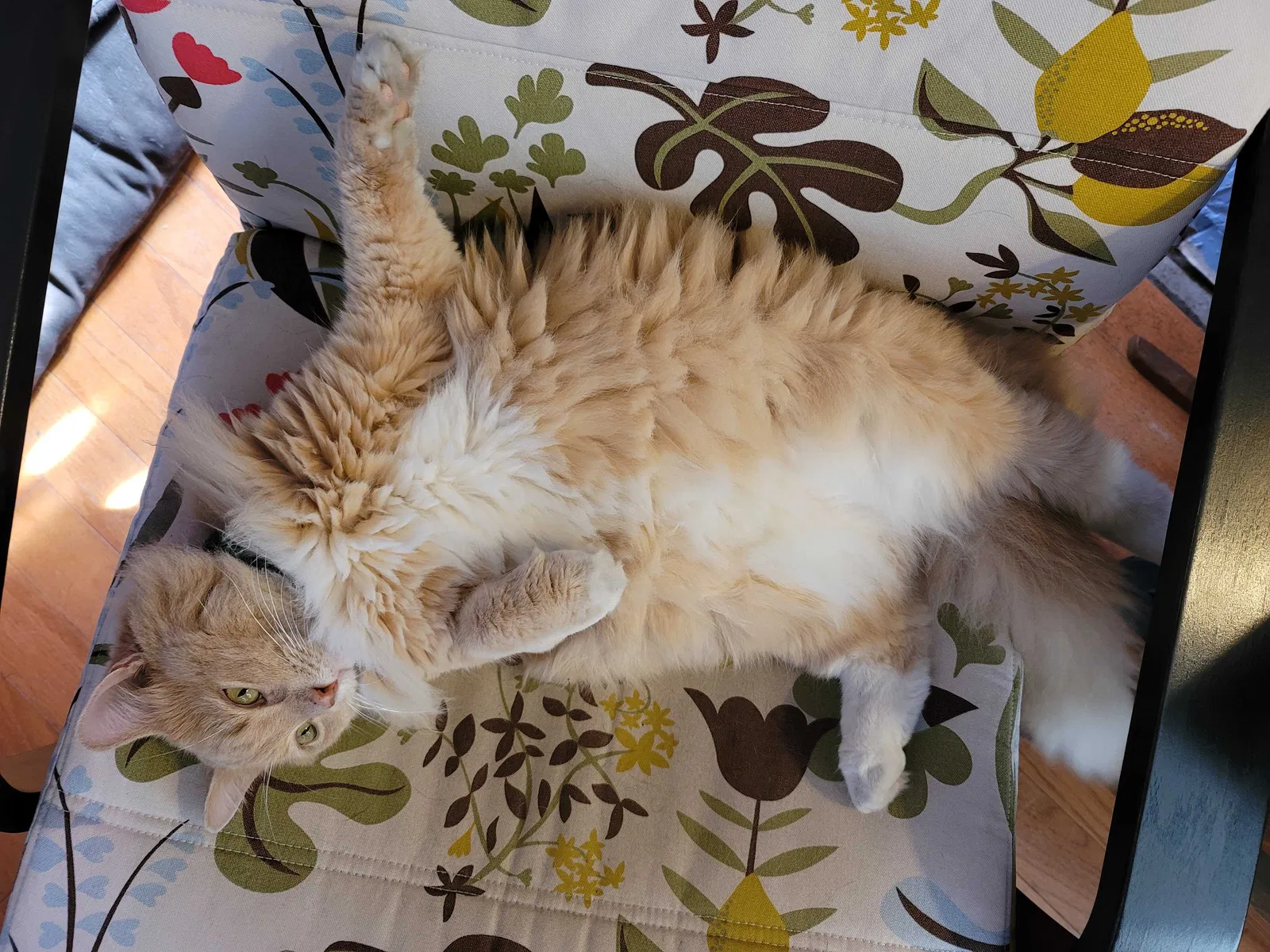 Lost cat in Zephyrhills, FL, 33542