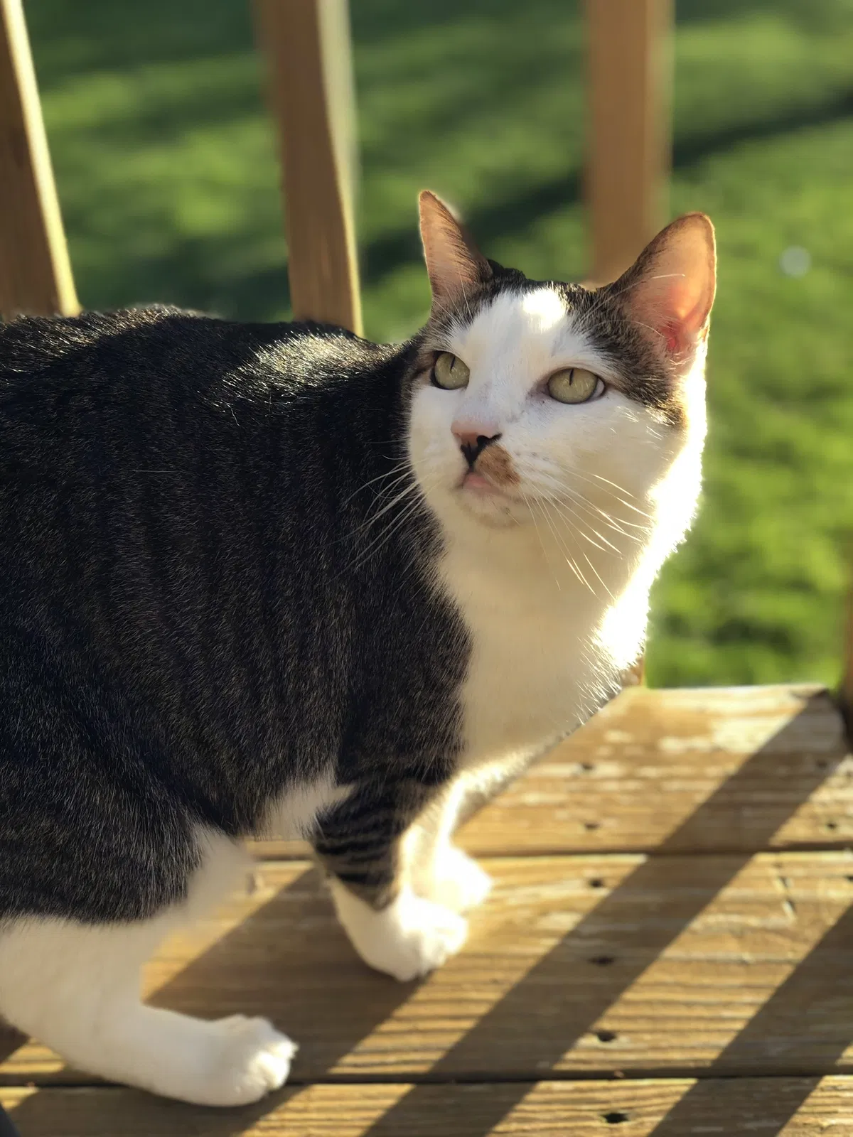 Lost cat in Erlanger, KY, 41018
