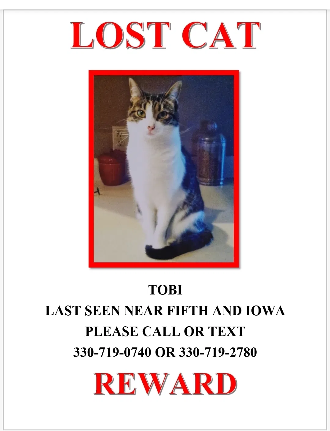 Lost cat in Mc Donald, OH, 44437
