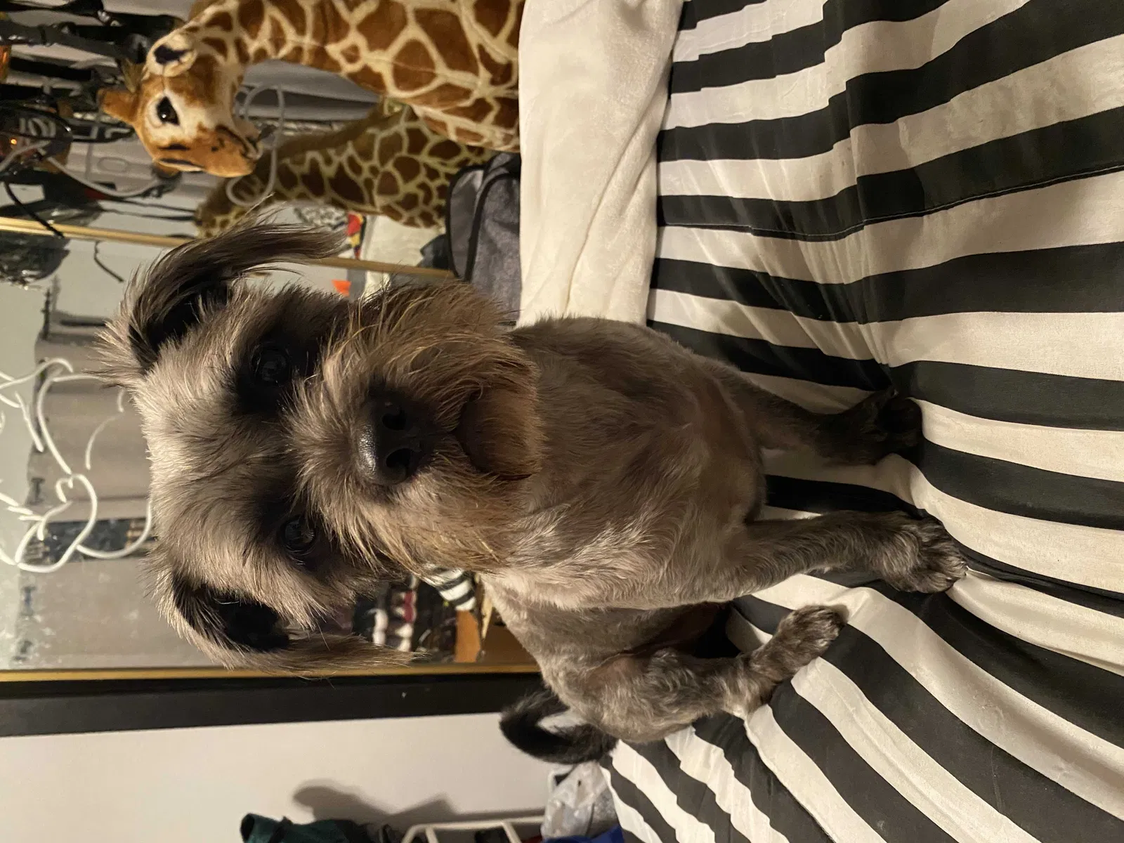 Lost dog in Downey, CA, 90241