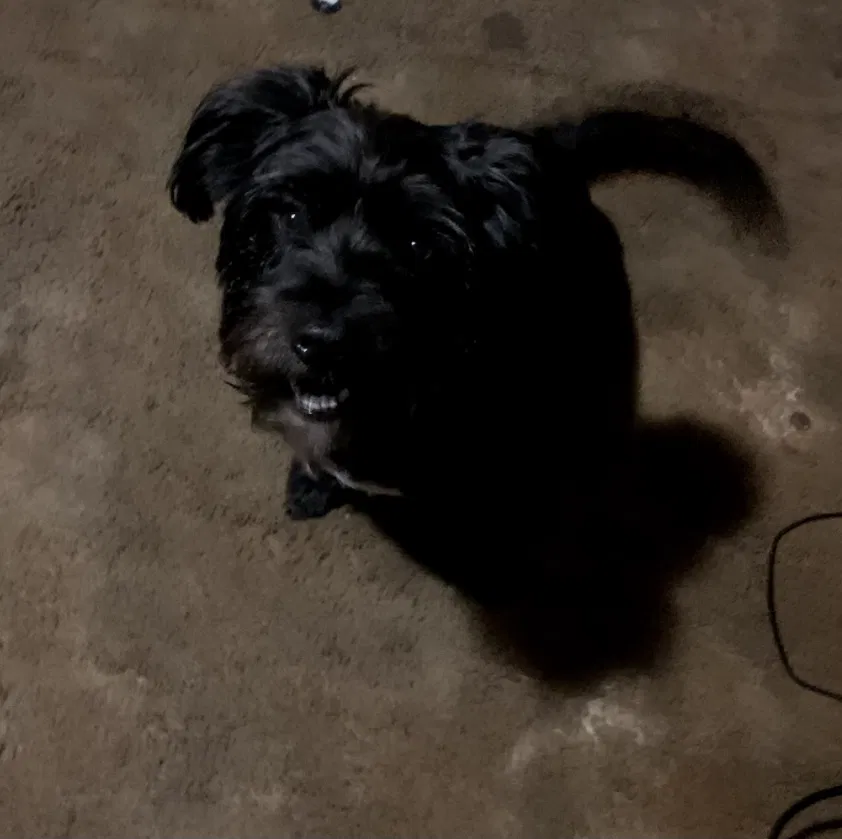 Lost dog in Baton Rouge, LA, 70811
