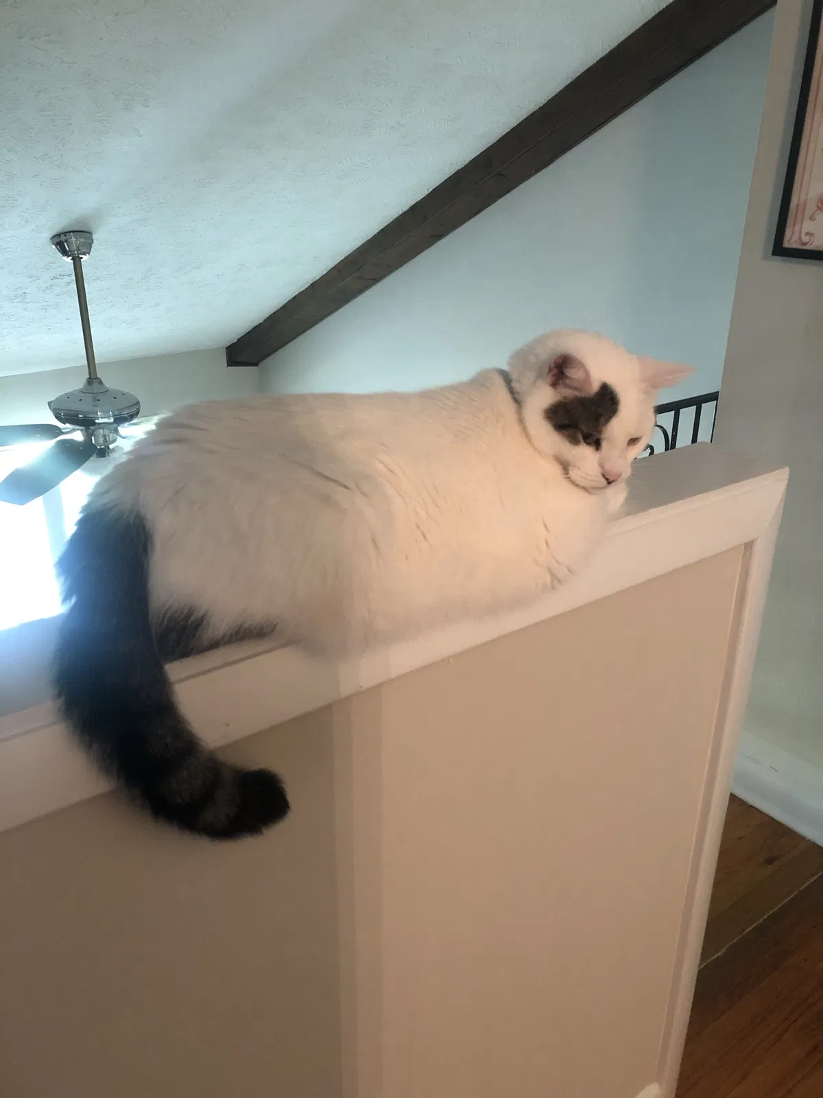 Lost cat in Fayetteville, NC, 28301
