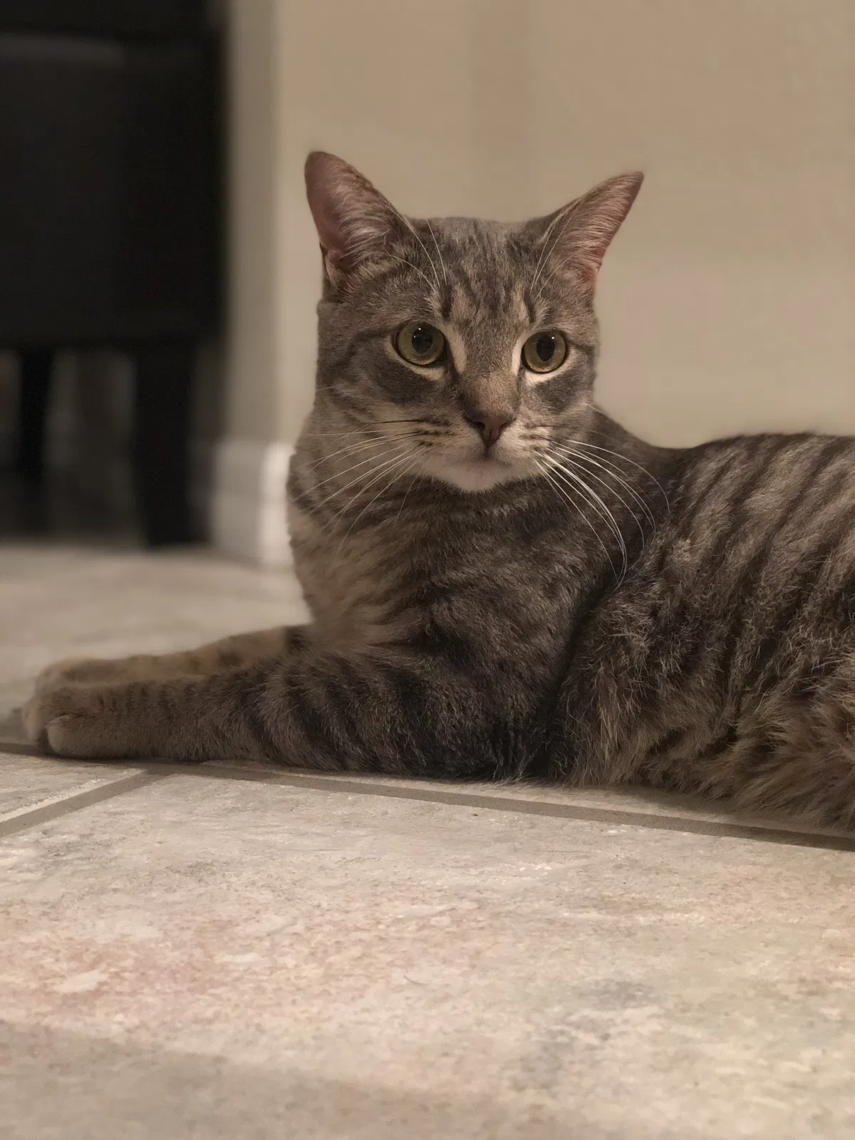 Lost cat in Toledo, OH, 43623