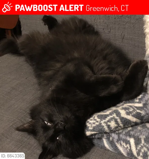 Lost cat in Greenwich, CT, 6830