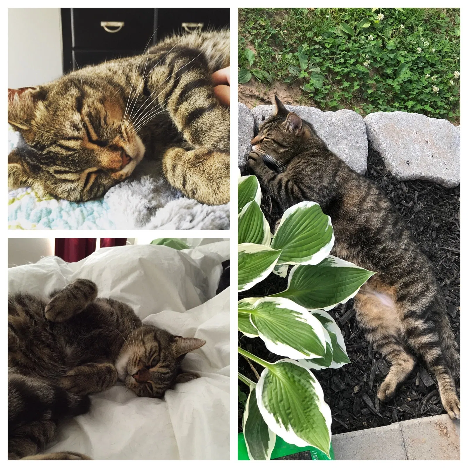 Lost cat in Pottstown, PA, 19464