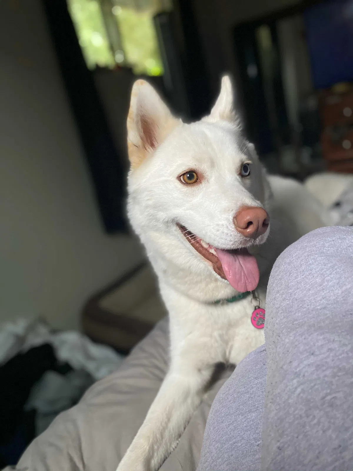 Lost dog in Seattle, WA, 98178