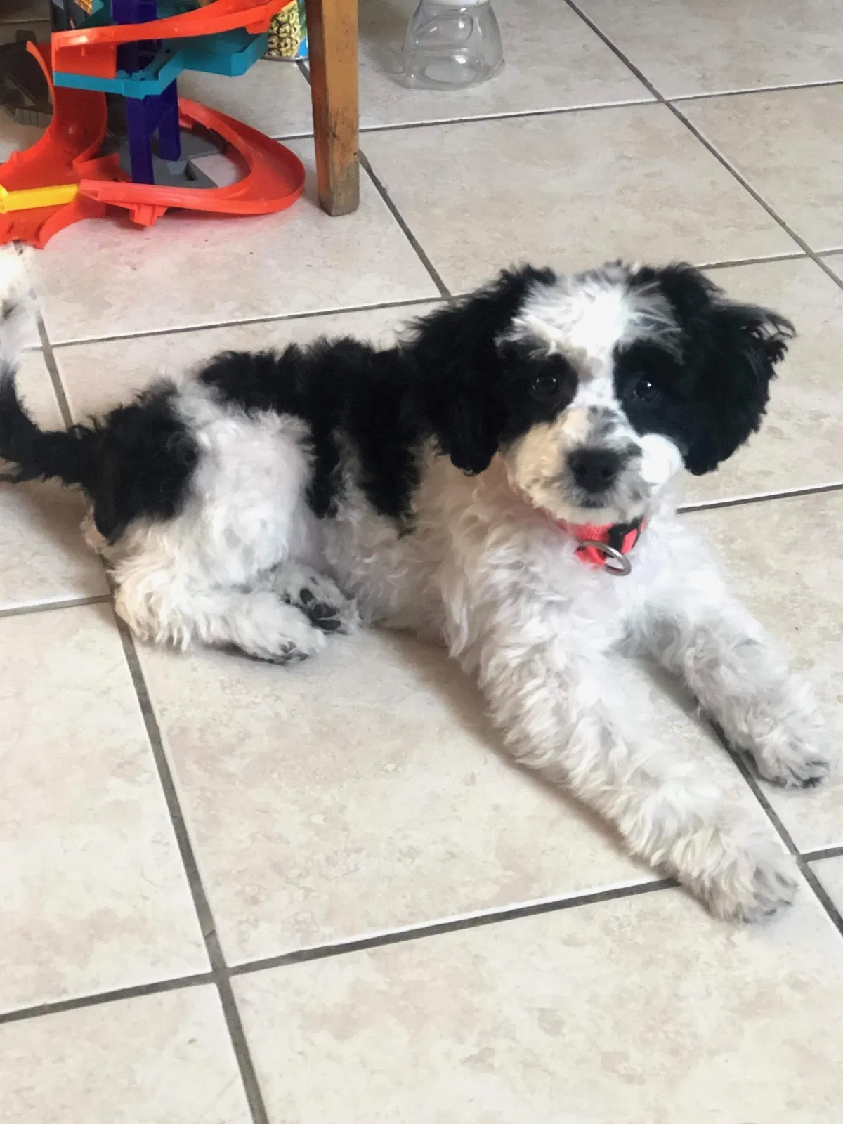 Lost dog in Chicago, IL, 60632