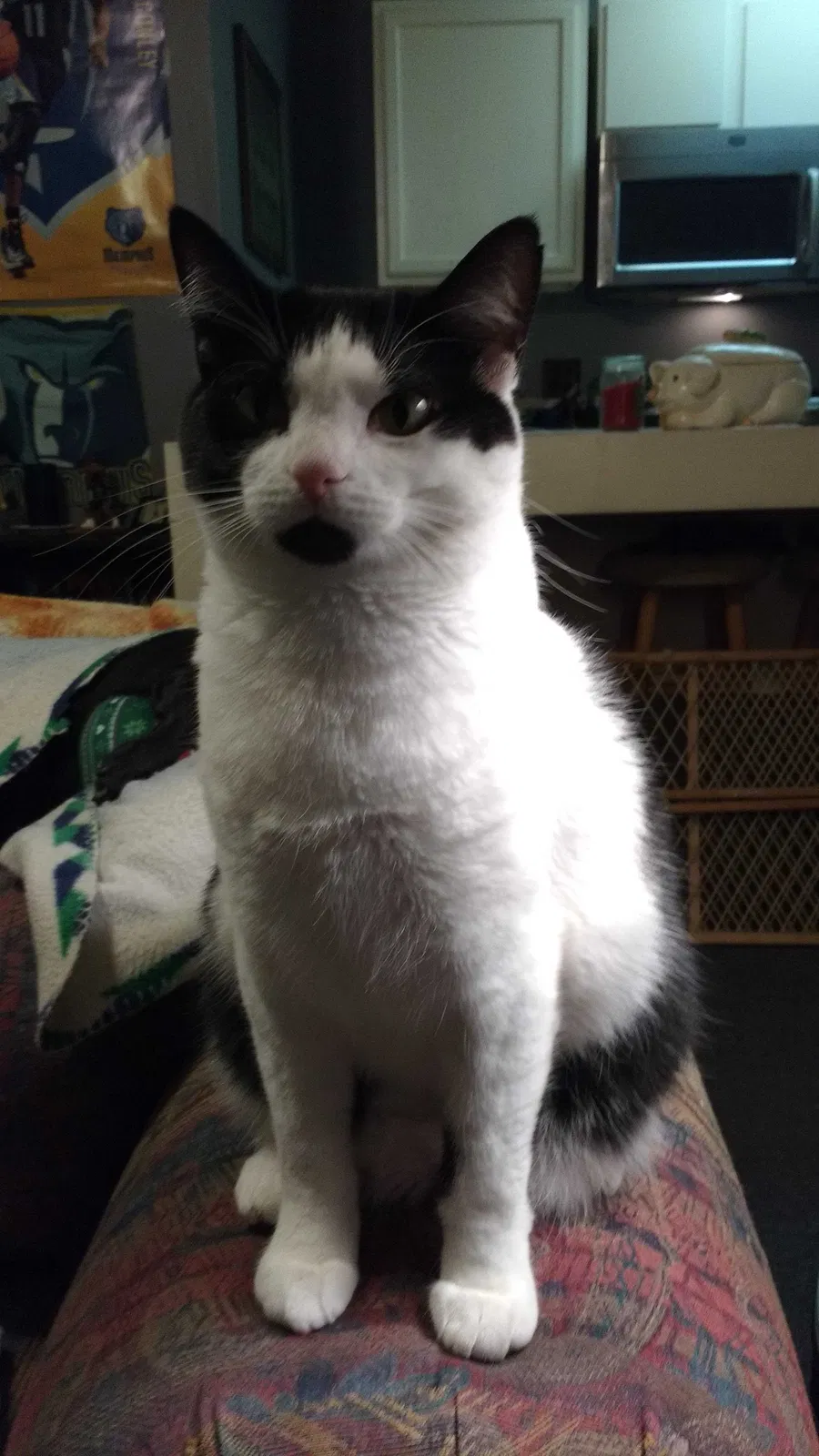 Lost cat in Byhalia, MS, 38611