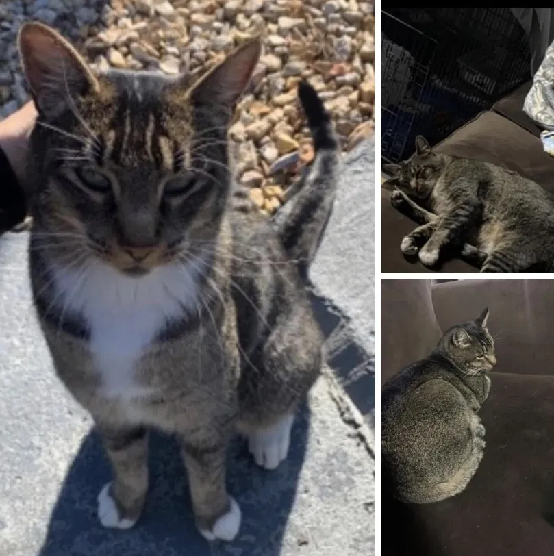 Lost cat in Pacifica, CA, 94044