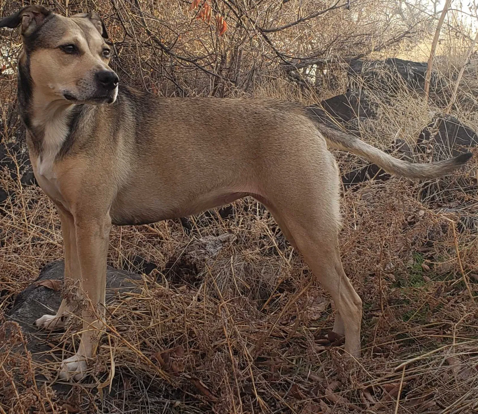 Lost dog in Topeka, KS, 66608