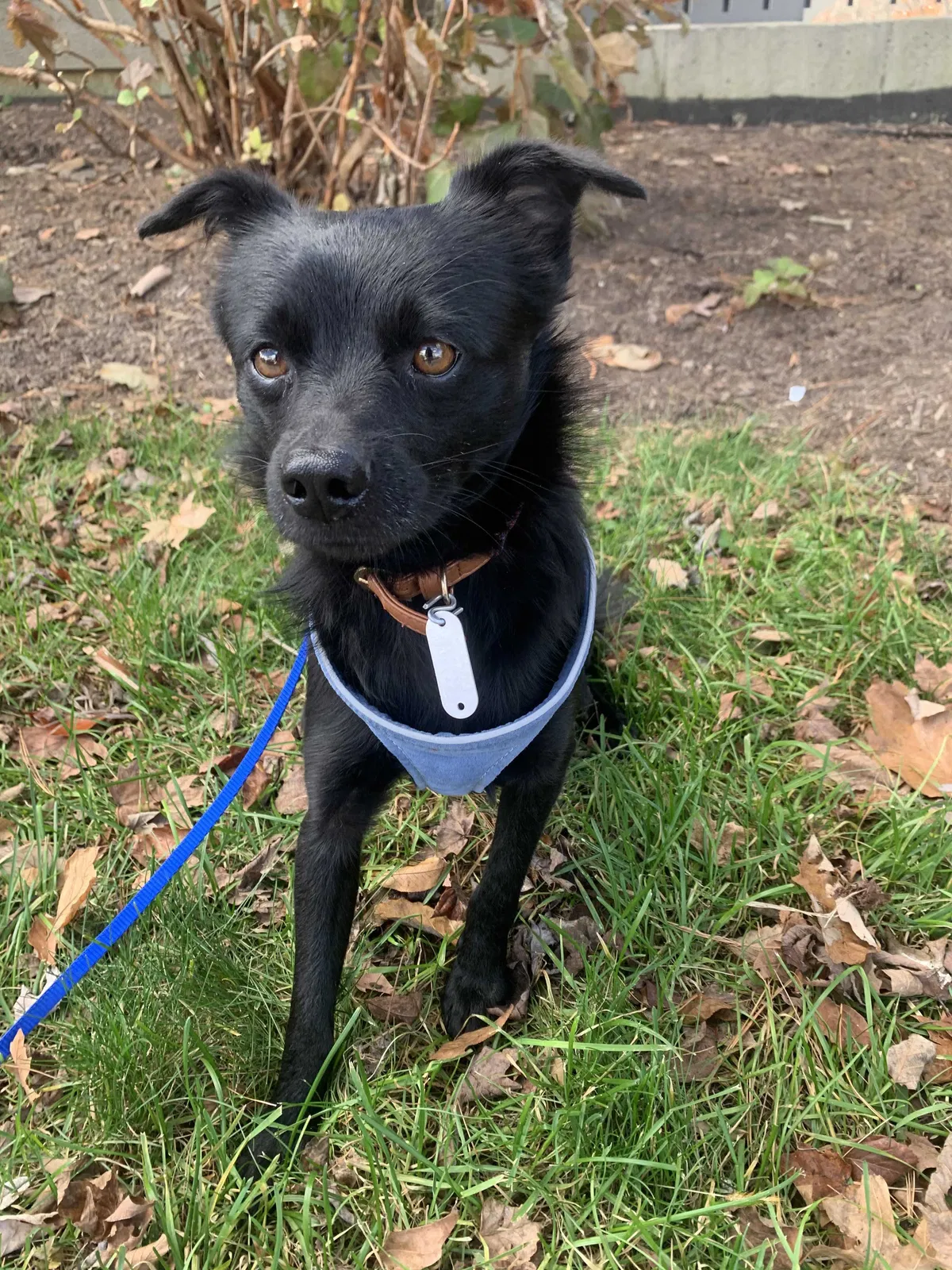 Lost dog in Knoxville, TN, 37922