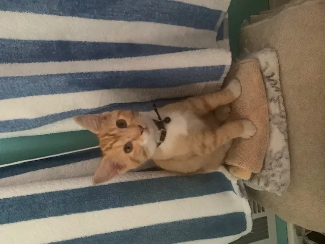 Lost cat in Denver, CO, 80210