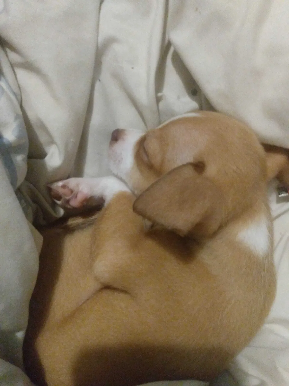 Lost dog in Wetumpka, AL, 36092