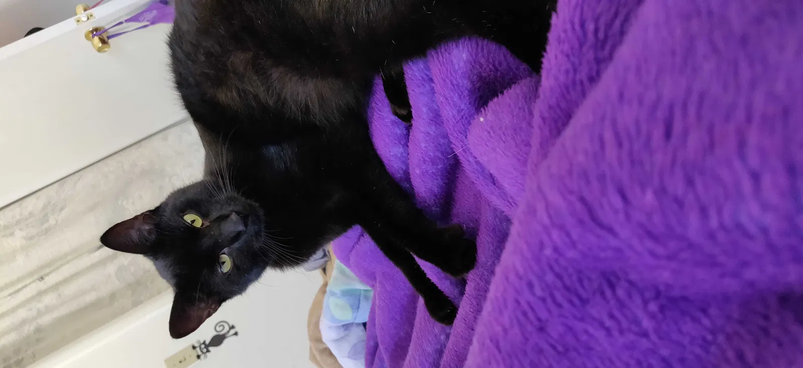 Lost cat in Dayton, OH, 45420