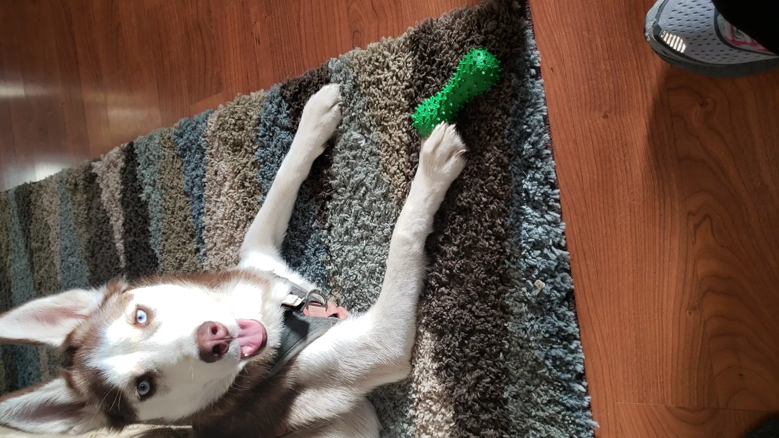 Lost dog in Saint Louis, MO, 63134