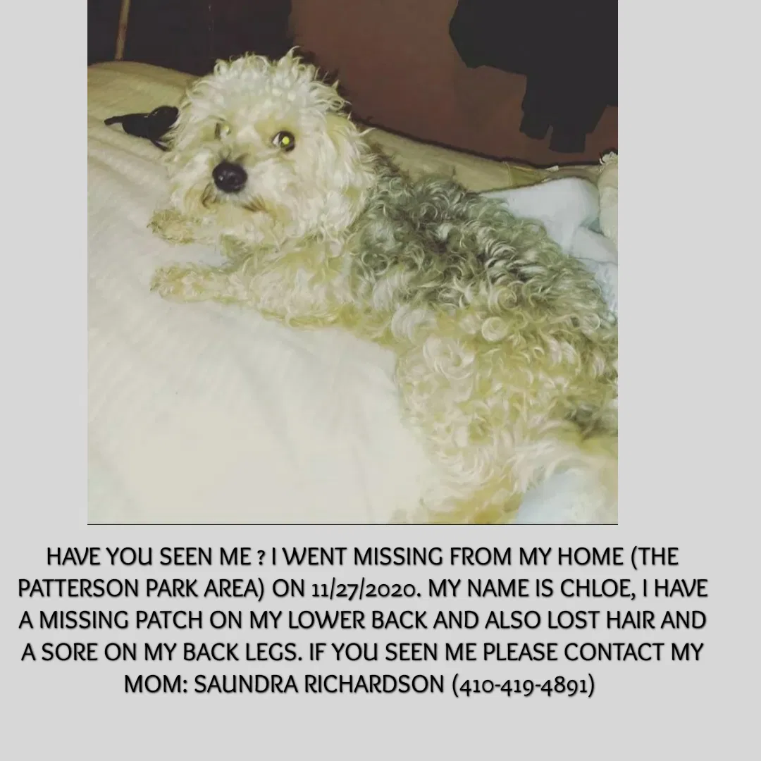 Lost dog in Baltimore, MD, 21224