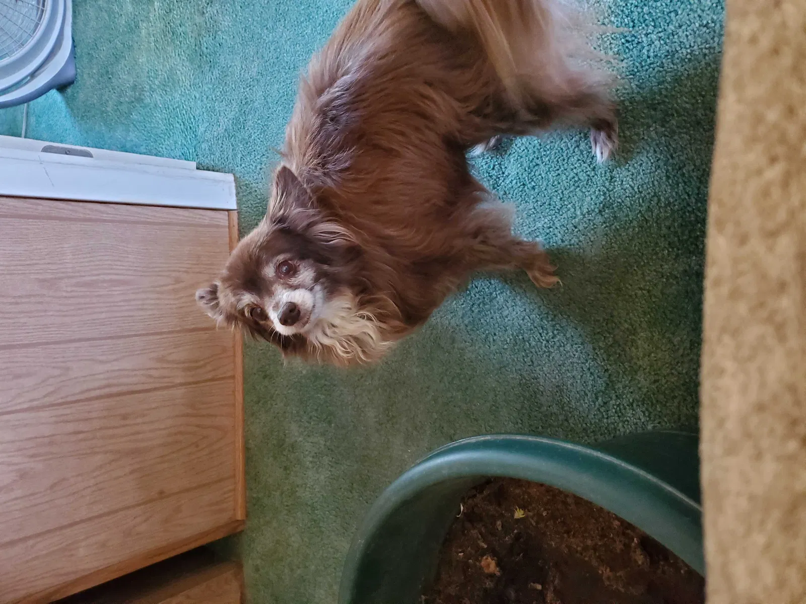 Lost dog in Sun Valley, NV, 89433
