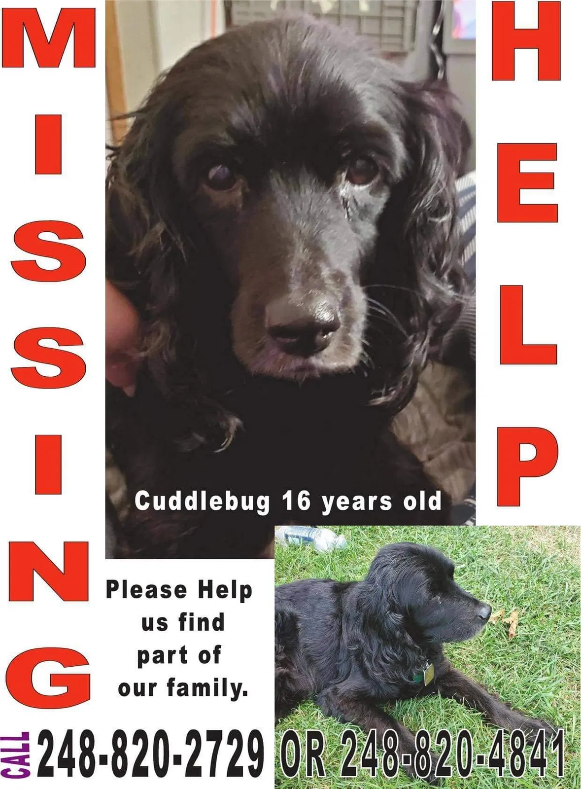 Lost dog in Highland, MI, 48357