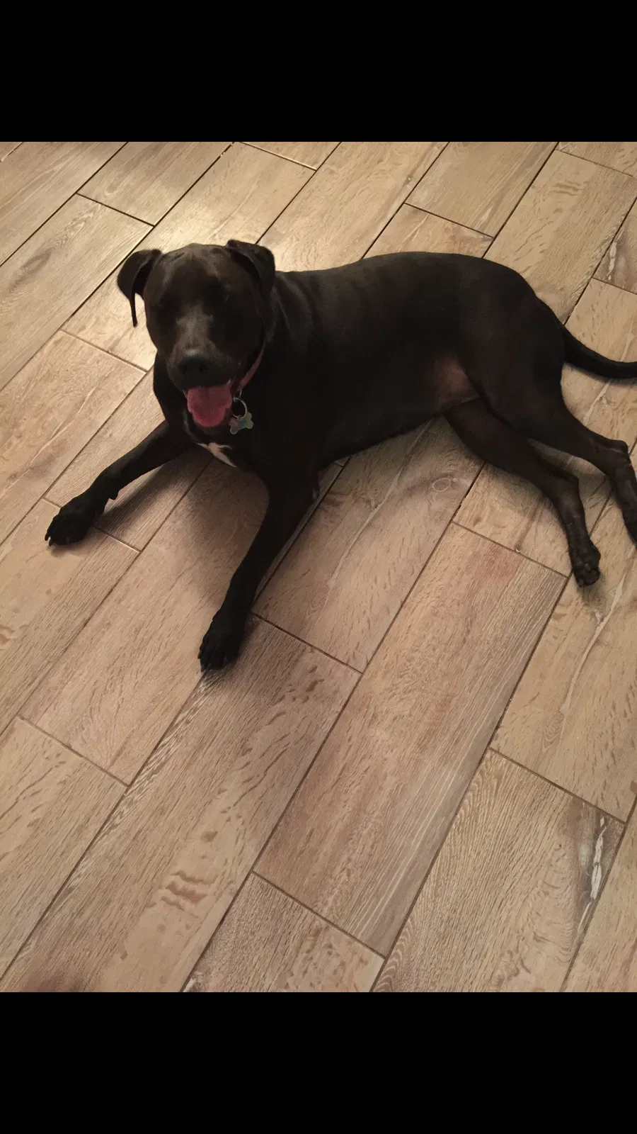 Lost dog in Sarasota, FL, 34237