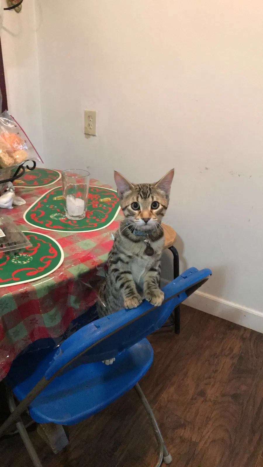 Lost cat in Greeley, CO, 80631