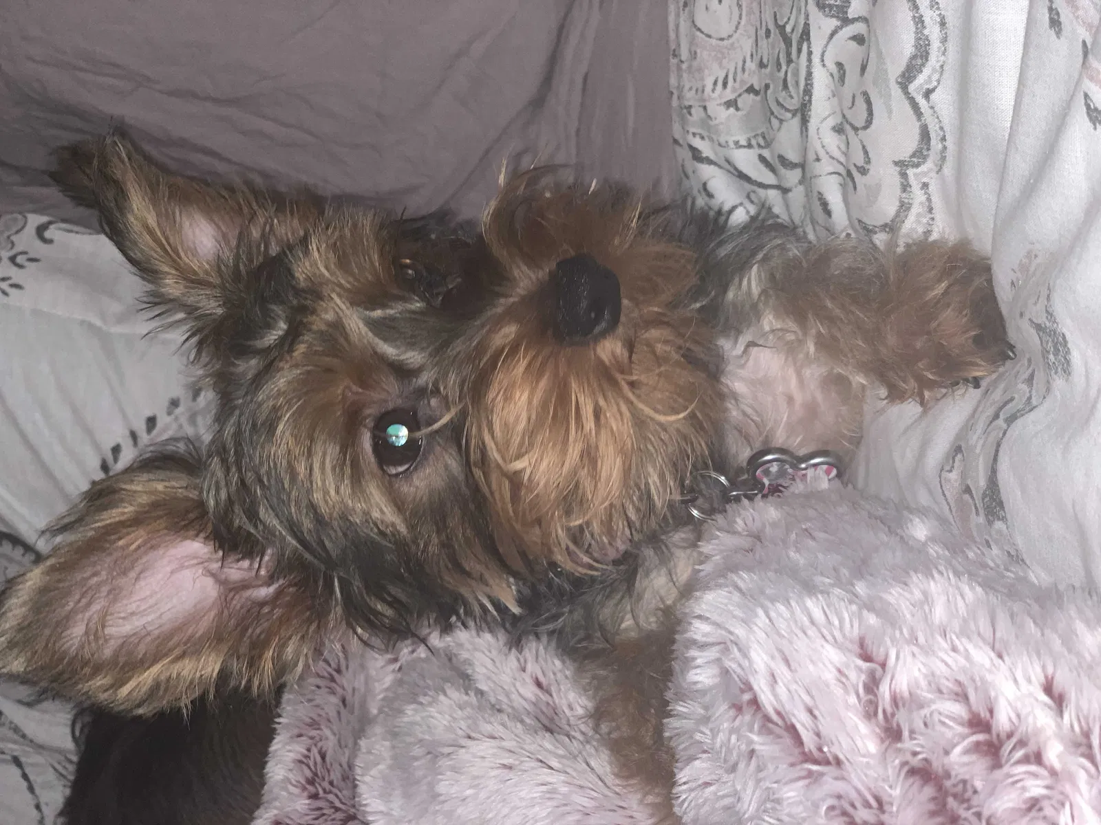 Lost dog in Davenport, FL, 33897
