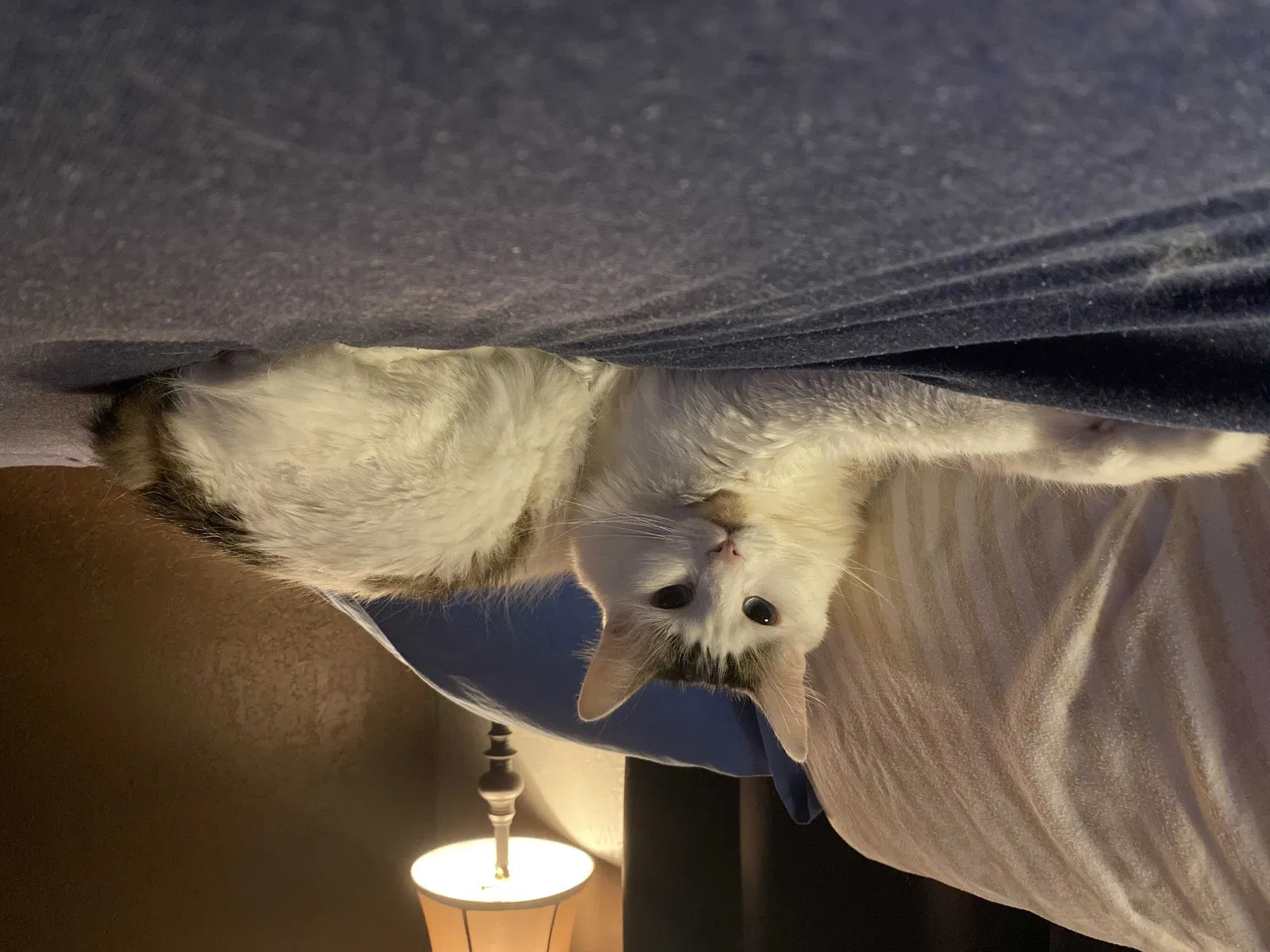Lost cat in Portland, OR, 97223