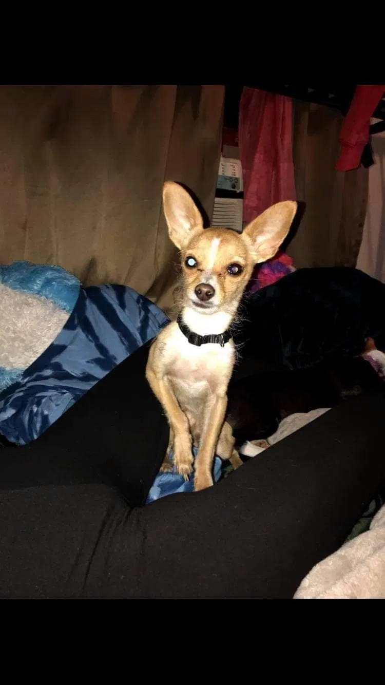 Lost dog in Fresno, CA, 93728