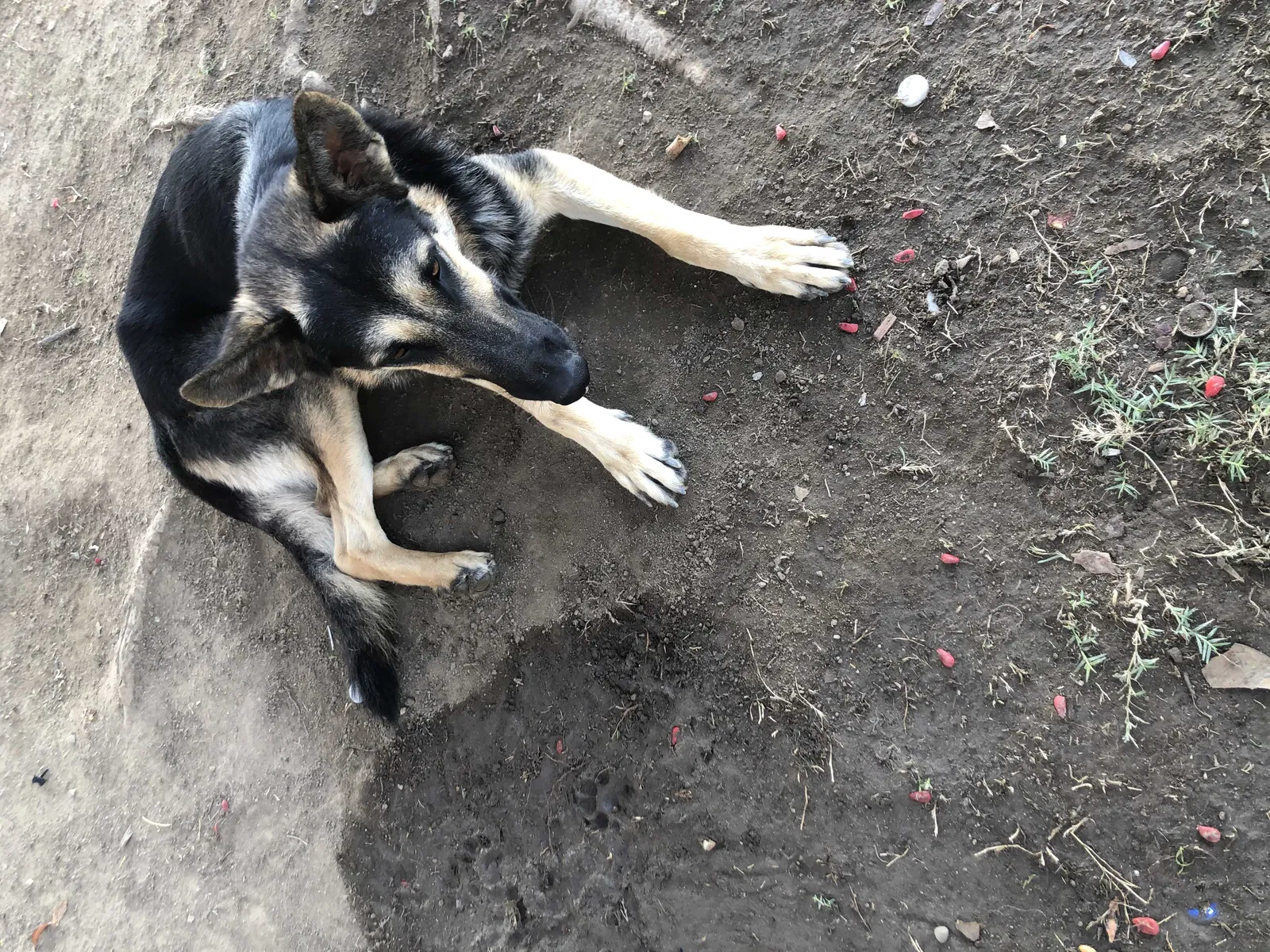 Lost dog in Bakersfield, CA, 93307