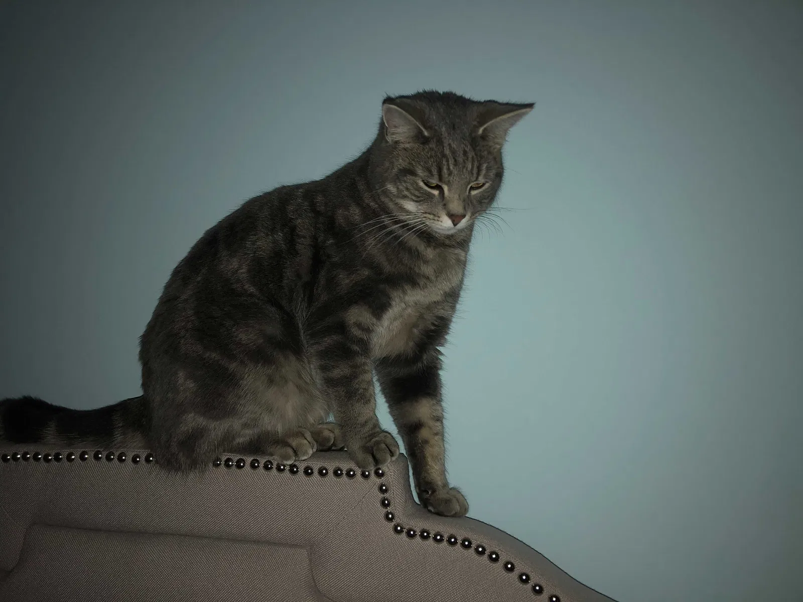 Lost cat in Exton, PA, 19341