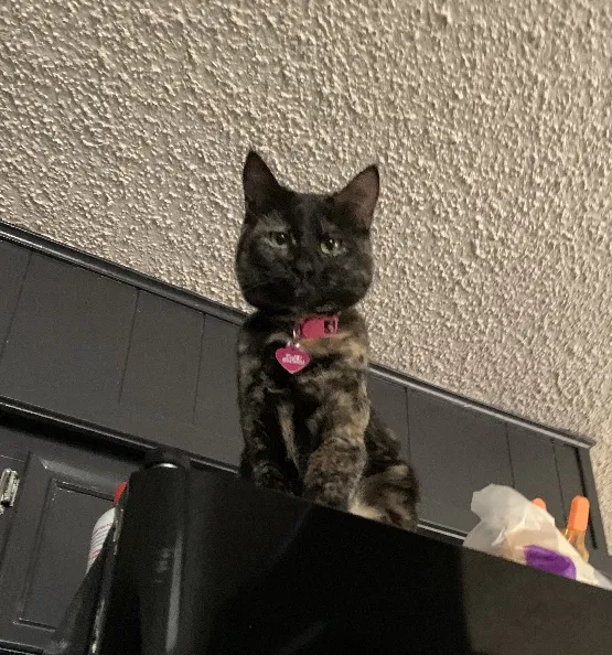 Lost cat in Fort Worth, TX, 76148