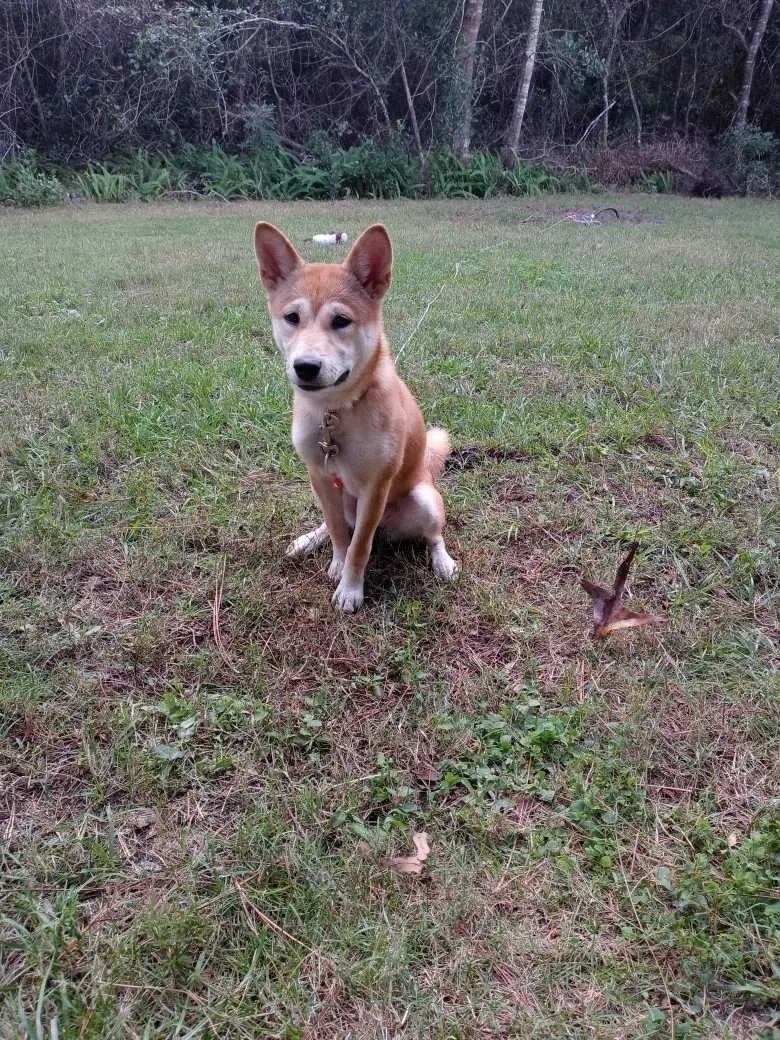 Lost dog in Deltona, FL, 32738