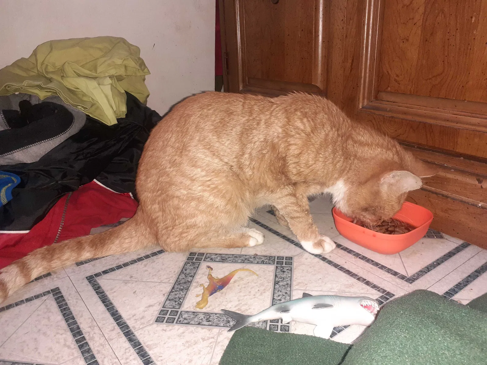 Found cat in Bristol, VA, 24201