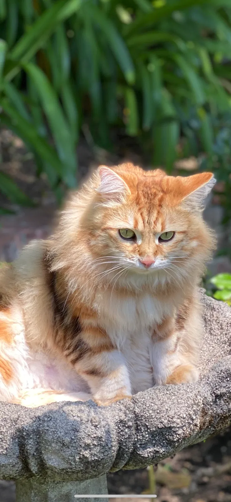 Lost cat in Greenbrae, CA, 94904