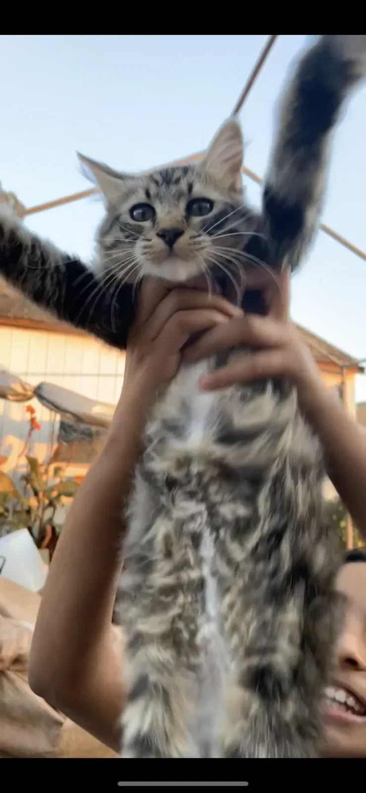 Lost cat in Petaluma, CA, 94952