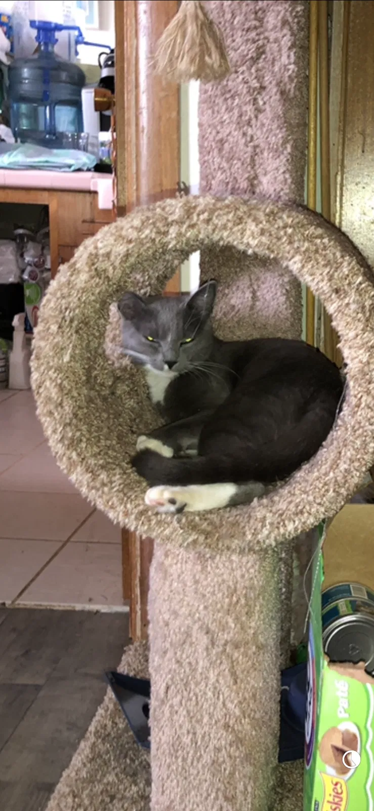 Lost cat in Vancouver, WA, 98683