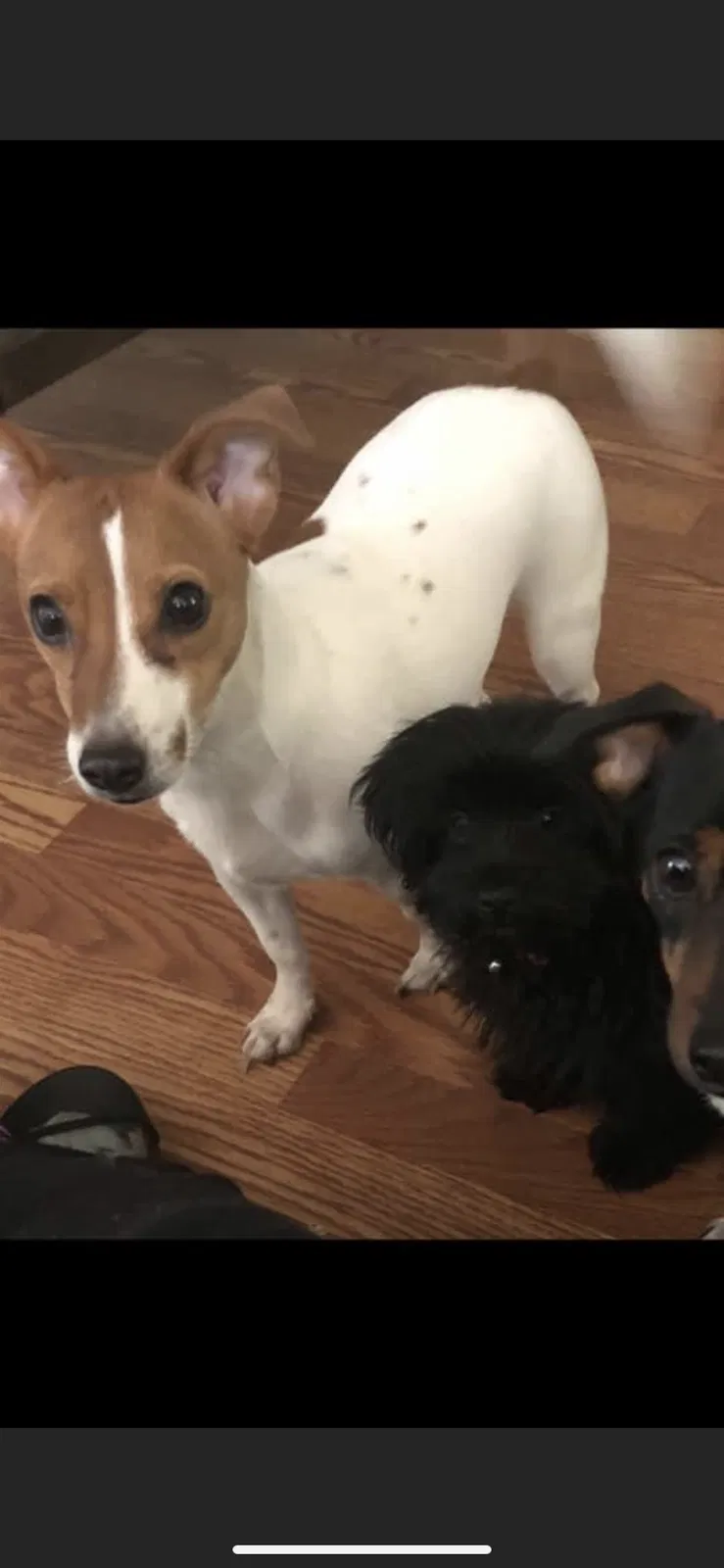Lost dog in Bridgeton, NJ, 8302